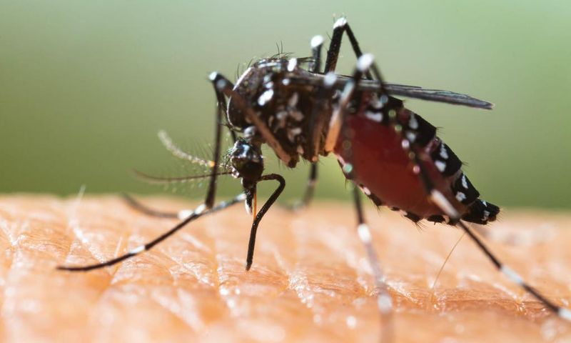 Close-up of a mosquito sucking blood from a human.Shutterstock