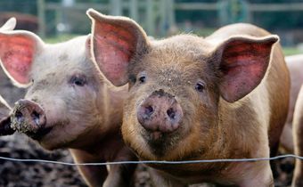A stock image showing pigs at a farm.Charity Burggraaf/Getty Images