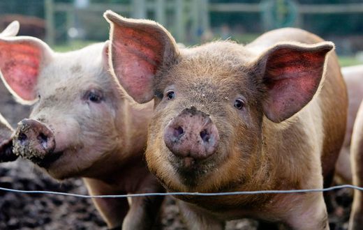 A stock image showing pigs at a farm.Charity Burggraaf/Getty Images