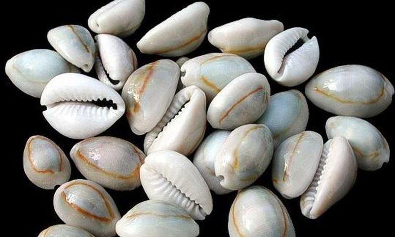 Cowrie shell
