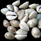 Cowrie shell