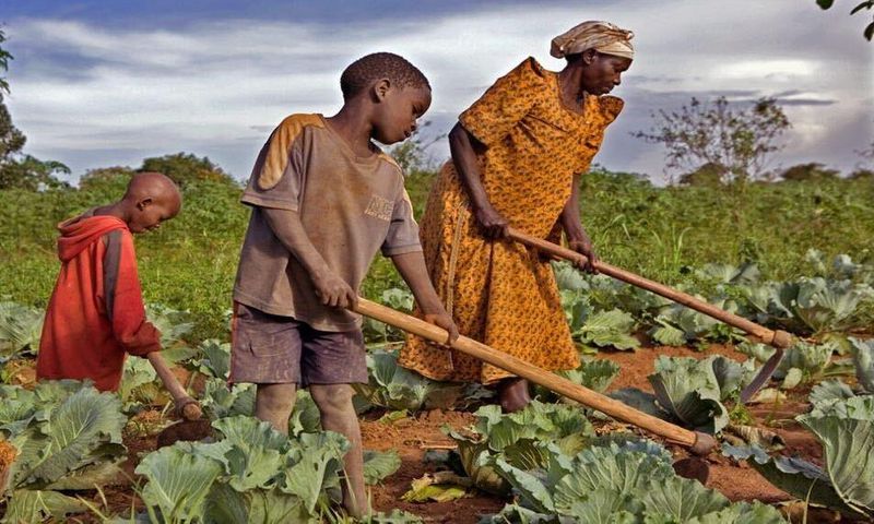 Des agriculteurs