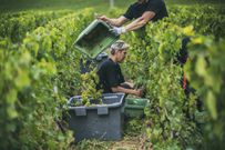 Moët & Chandon harvest picking