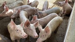 Porc