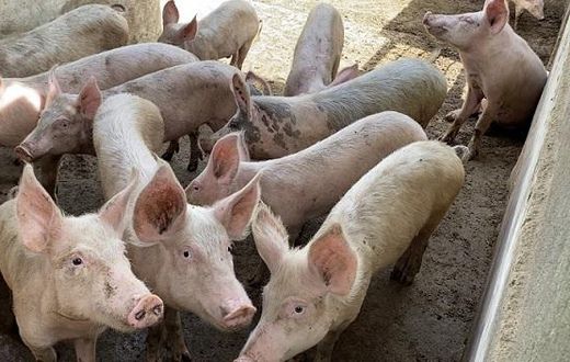 Porc