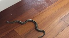 Un serpent dans une maison