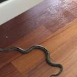 Un serpent dans une maison