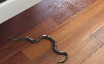 Un serpent dans une maison