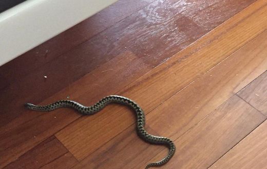 Un serpent dans une maison
