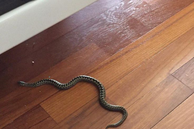 Un serpent dans une maison