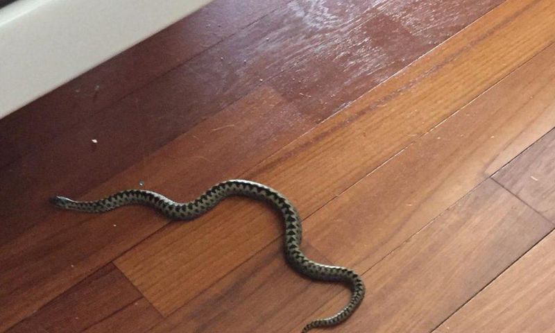 Un serpent dans une maison