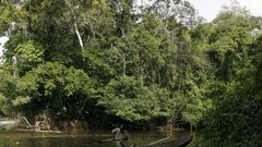 forêt ivoirienne