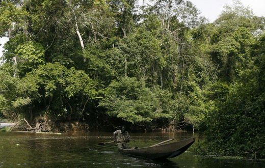 forêt ivoirienne