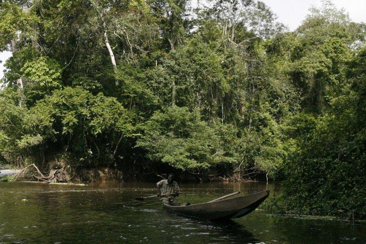 forêt ivoirienne