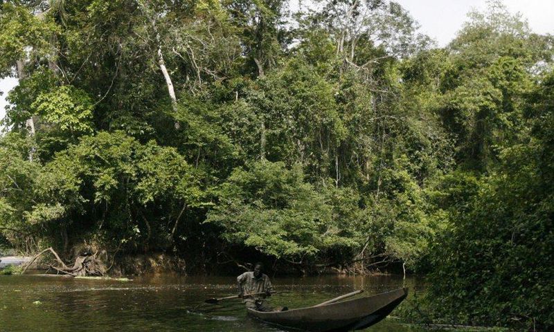 forêt ivoirienne