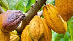 Le Cacao