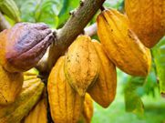 Le Cacao