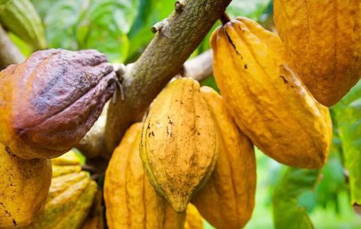 Le Cacao