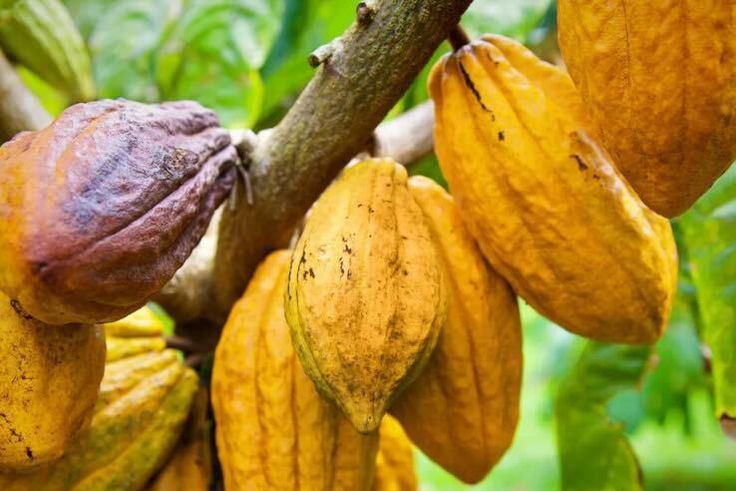 Le Cacao