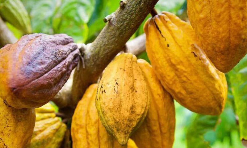 Le Cacao