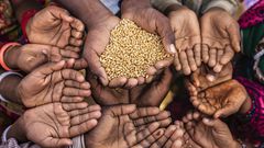 Insécurité alimentaire