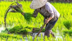 plantation-de-riz-hausse-de-prix-vietnam-thailande