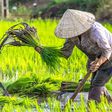 plantation-de-riz-hausse-de-prix-vietnam-thailande