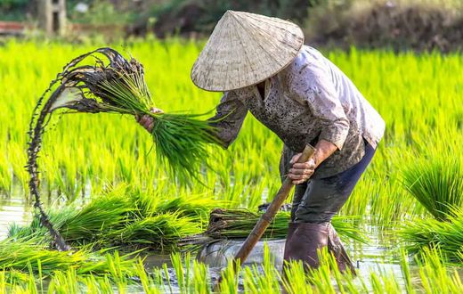 plantation-de-riz-hausse-de-prix-vietnam-thailande