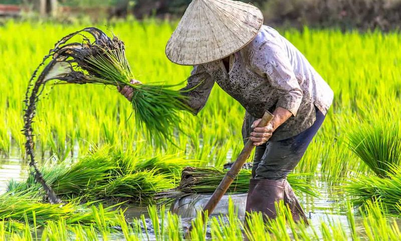 plantation-de-riz-hausse-de-prix-vietnam-thailande