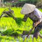 plantation-de-riz-hausse-de-prix-vietnam-thailande