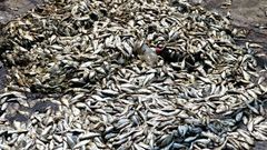 Pollution de la rivière Niounourou à Niambézaria dans la ville de Lakota