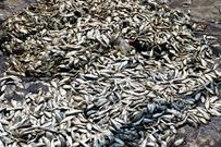 Pollution de la rivière Niounourou à Niambézaria dans la ville de Lakota