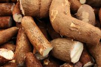 Le manioc /Daniel Dan via Pexels