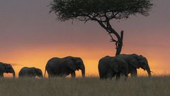 11 faits intéressants sur l'Afrique que vous devez absolument connaître