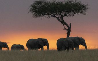11 faits intéressants sur l'Afrique que vous devez absolument connaître