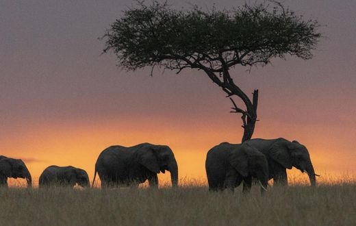 11 faits intéressants sur l'Afrique que vous devez absolument connaître