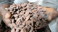 Coming to a chocolate bar near you: cacao bean pods, which are processed into cocoa