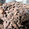 Coming to a chocolate bar near you: cacao bean pods, which are processed into cocoa