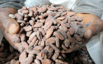Coming to a chocolate bar near you: cacao bean pods, which are processed into cocoa
