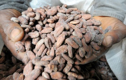 Coming to a chocolate bar near you: cacao bean pods, which are processed into cocoa
