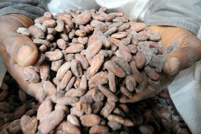Coming to a chocolate bar near you: cacao bean pods, which are processed into cocoa