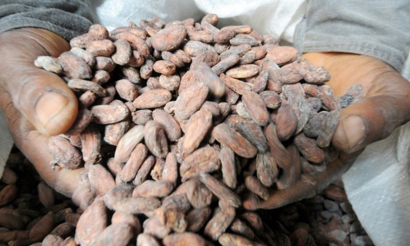 Coming to a chocolate bar near you: cacao bean pods, which are processed into cocoa