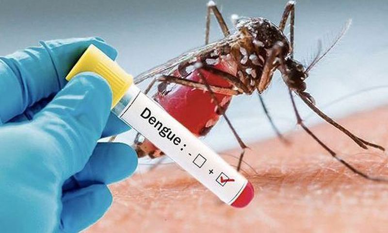 Santé : Comment différencier la dengue du paludisme ?