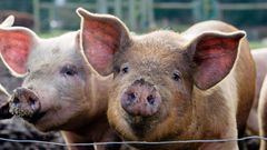 A stock image showing pigs at a farm.Charity Burggraaf/Getty Images