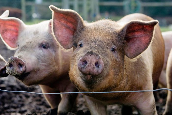 A stock image showing pigs at a farm.Charity Burggraaf/Getty Images