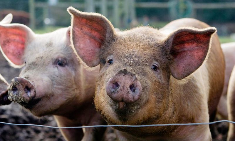 A stock image showing pigs at a farm.Charity Burggraaf/Getty Images