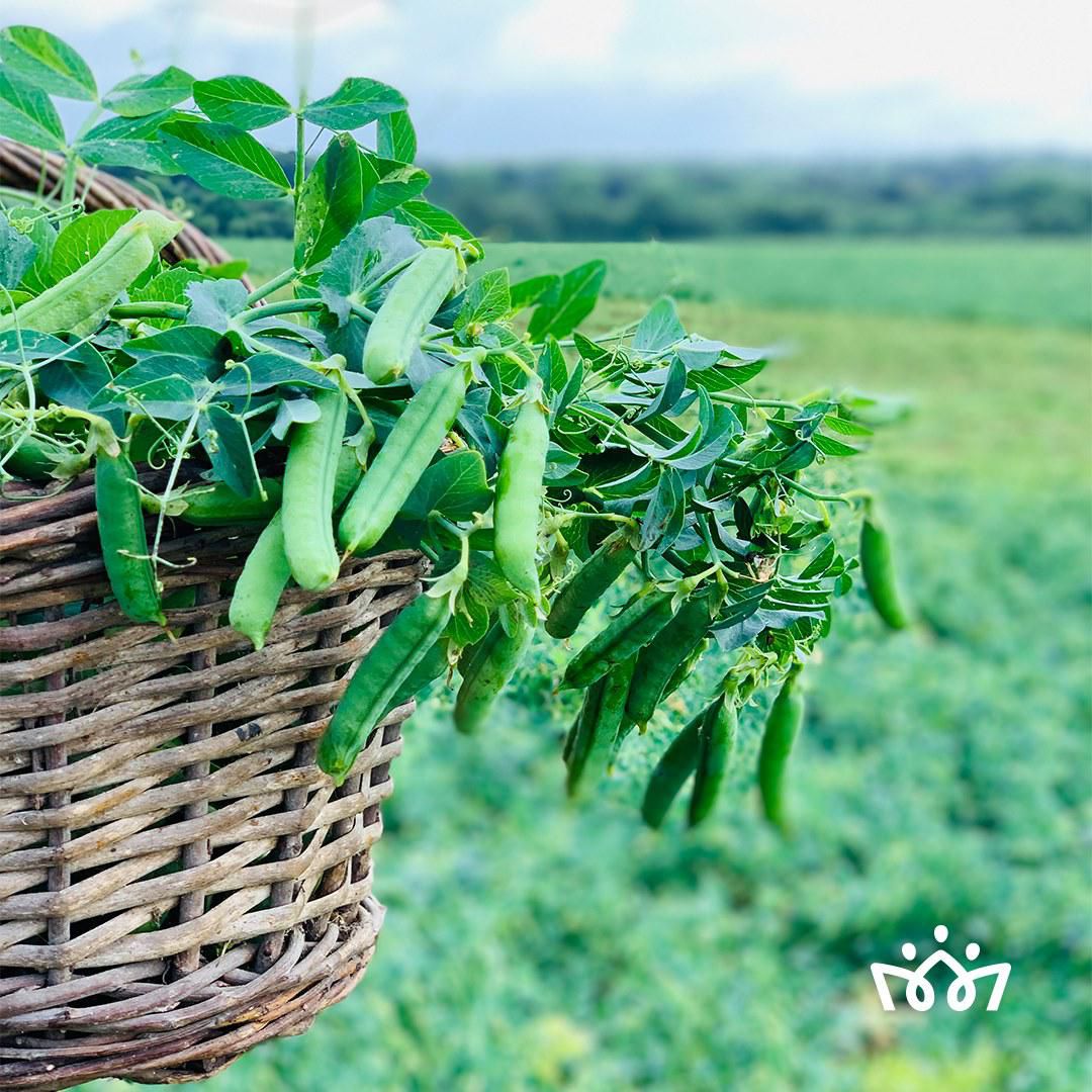 Sensibilisation d'aucy sur la consommation insuffisante de fruits et légumes en Côte d'Ivoire
