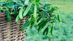Sensibilisation d'aucy sur la consommation insuffisante de fruits et légumes en Côte d'Ivoire
