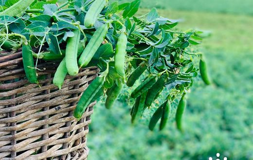 Sensibilisation d'aucy sur la consommation insuffisante de fruits et légumes en Côte d'Ivoire