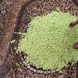 Libyan authorities say they want to develop the olive oil industry, but farmers and workers view such pledges with scepticism